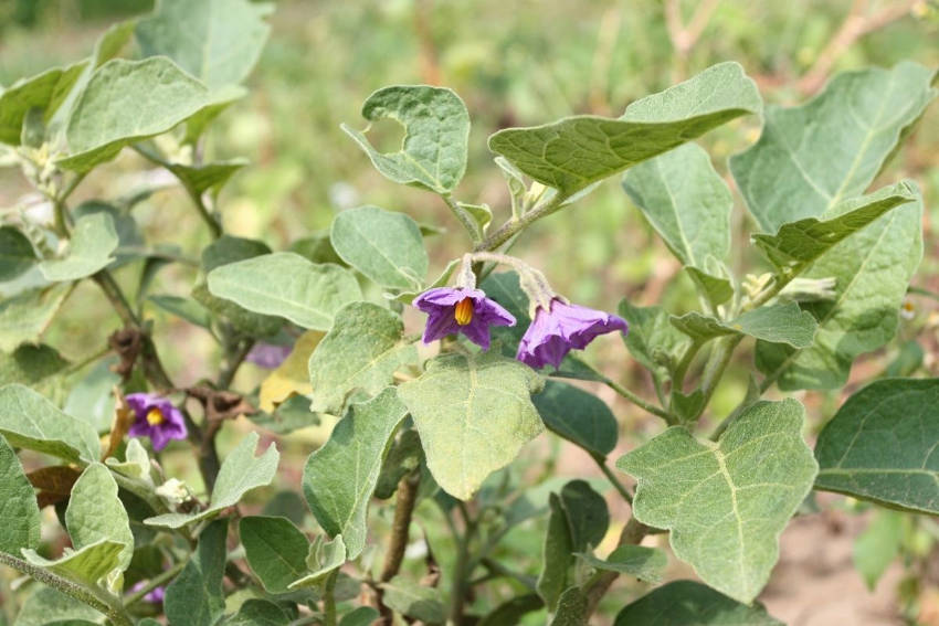 Eggplant Flowers